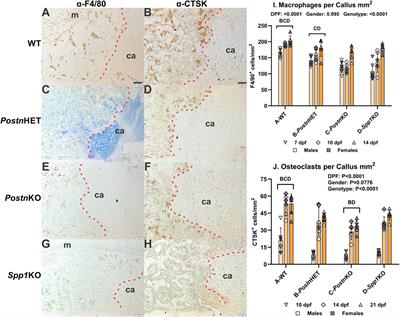 Impaired fracture healing is associated with callus chondro-osseous junction abnormalities in periostin-null and osteopontin-null mice